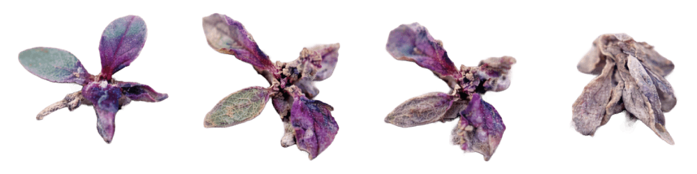 How laser weeding works — step by step from weed detection to elimination