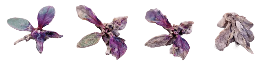 How laser weeding works — step by step from weed detection to elimination