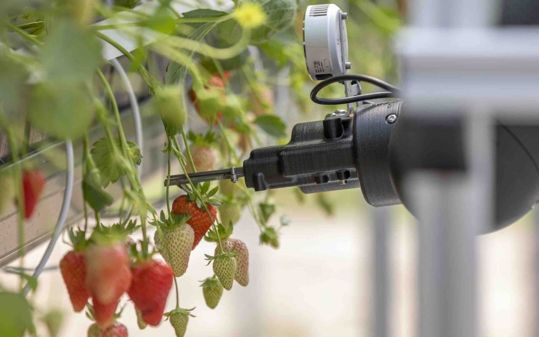 IAV’s Automated Fruit Picking Robot