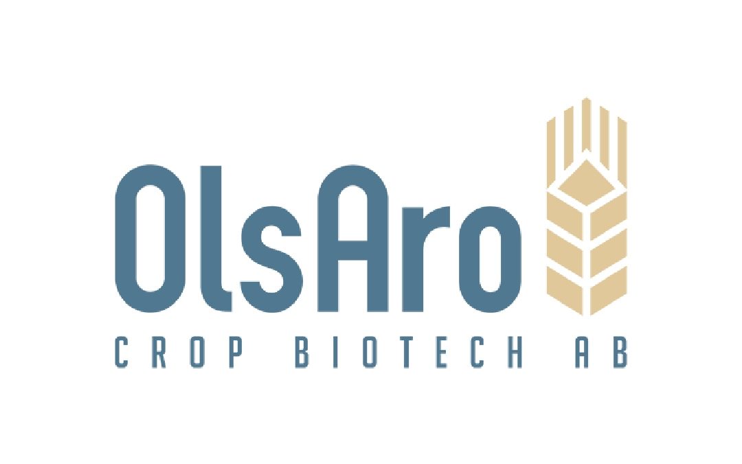OlsAro: Кліматично-стійка пшениця